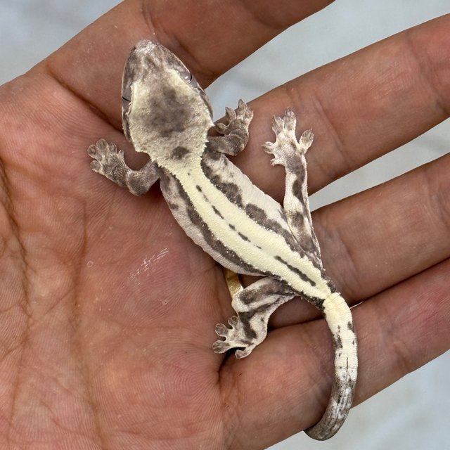 Super Sable LW Axanthic