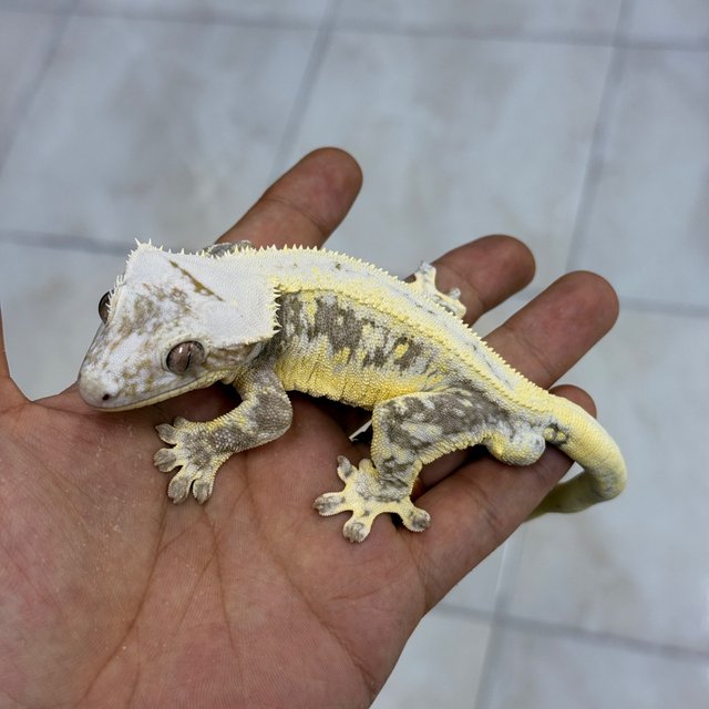 Lilly Axanthic