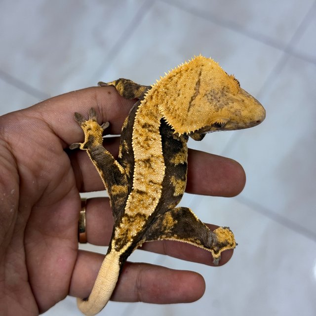 Normal 100% Het Axanthic