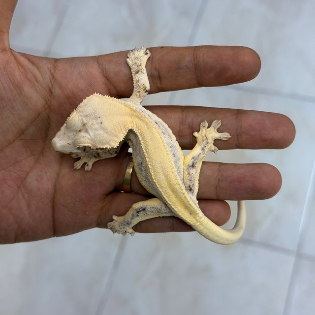 Lilly White