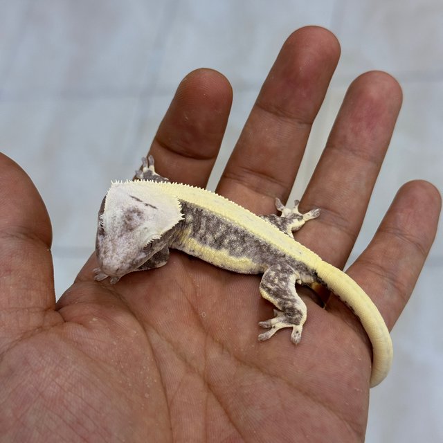 Lilly Axanthic