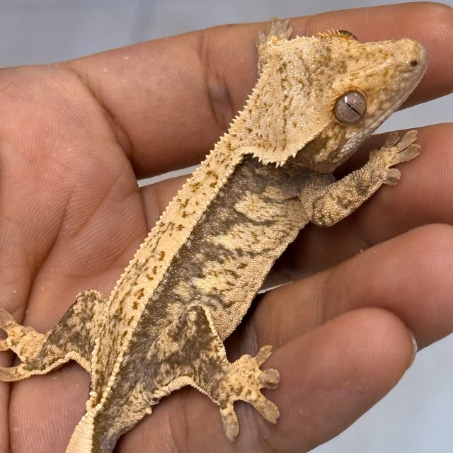 Normal 100% Het Axanthic