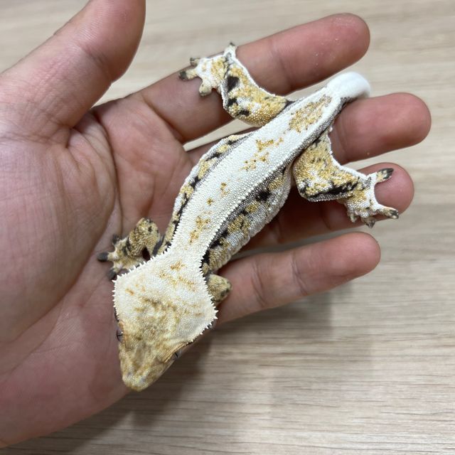 노멀