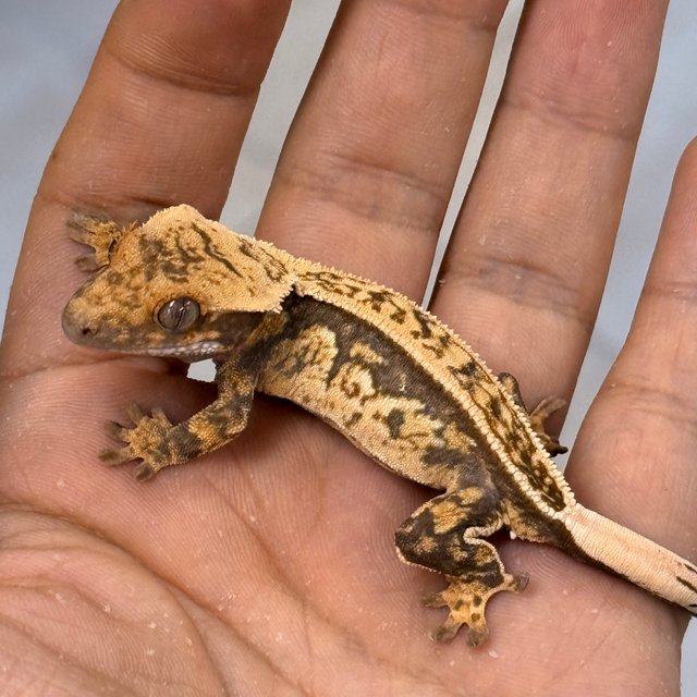 Normal 100% Het Axanthic