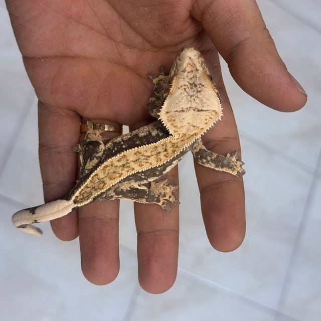 Normal 100% Het Axanthic