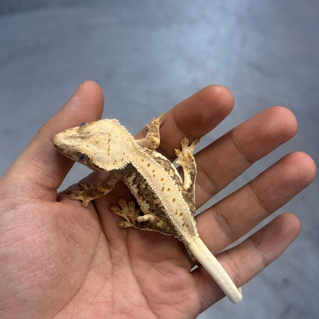 Lilly 100% Het Axanthic