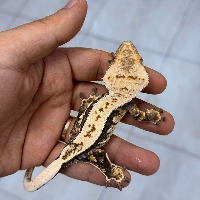 Normal 100% Het Axanthic