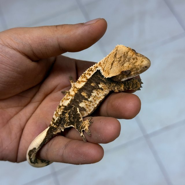 Normal 100% Het Axanthic