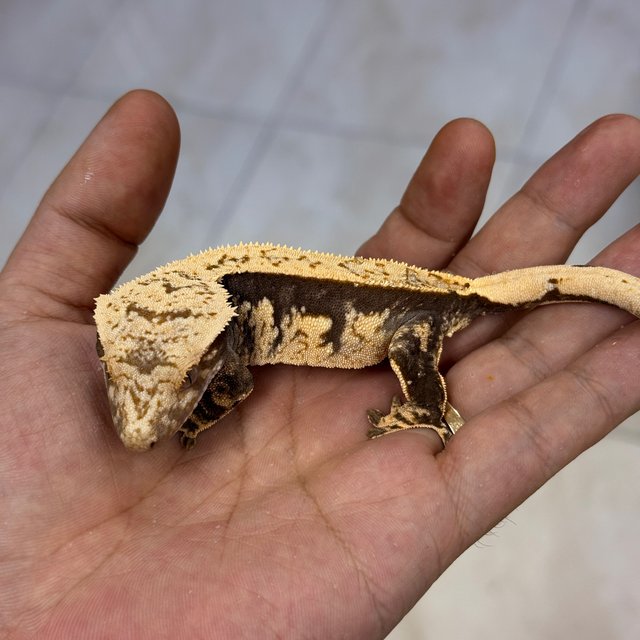 100% Het Axanthic Normal