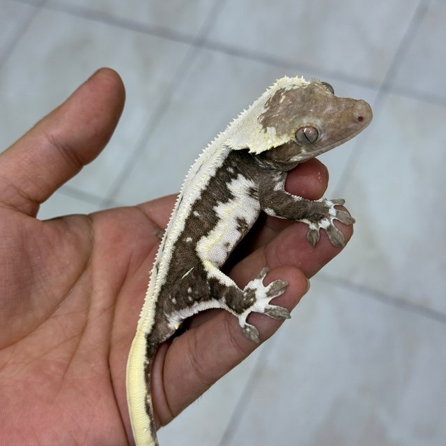 Lilly Axanthic