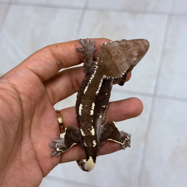 Axanthic