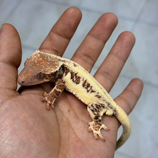 Lilly White Chocho