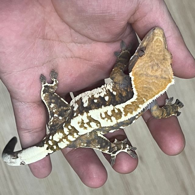 카푸치노