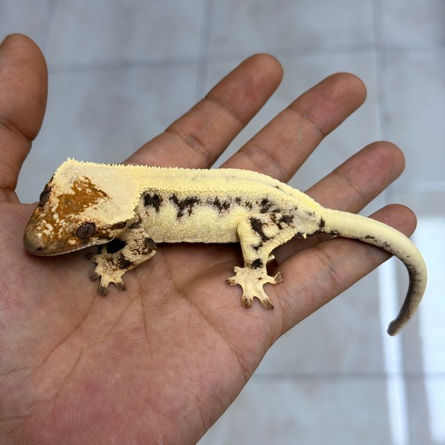 100% Het Axanthic LW Sable
