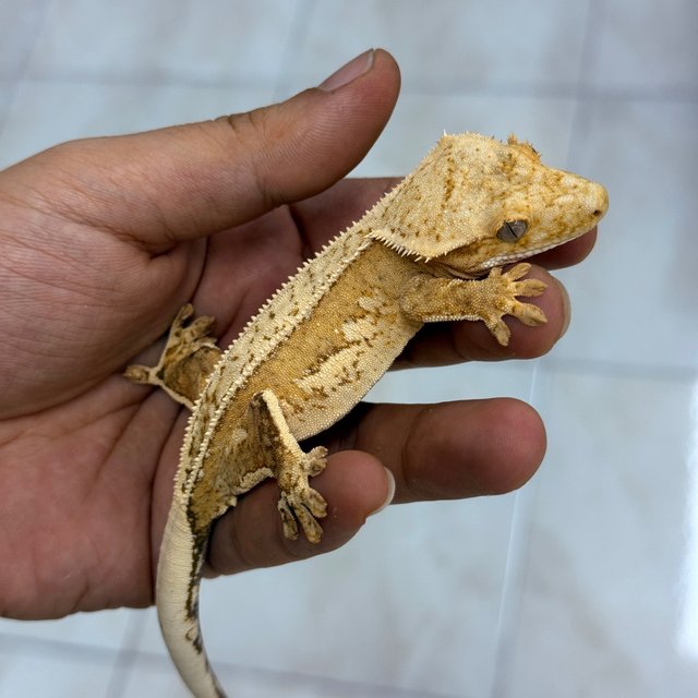 100% Het Axanthic Normal