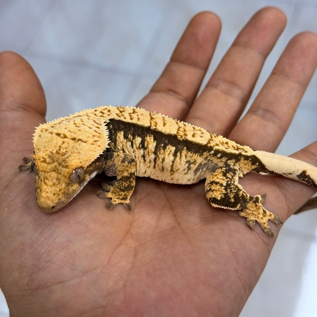 Normal 100% Het Axanthic