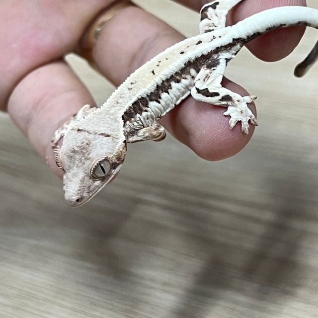 프라푸치노