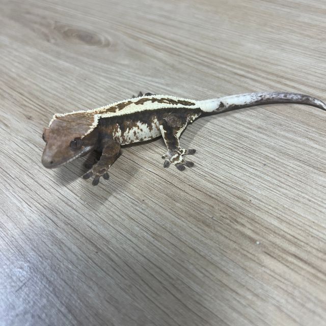 카푸치노