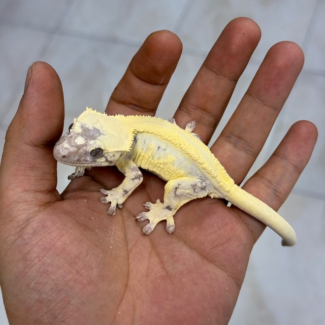 LW Sable Axanthic