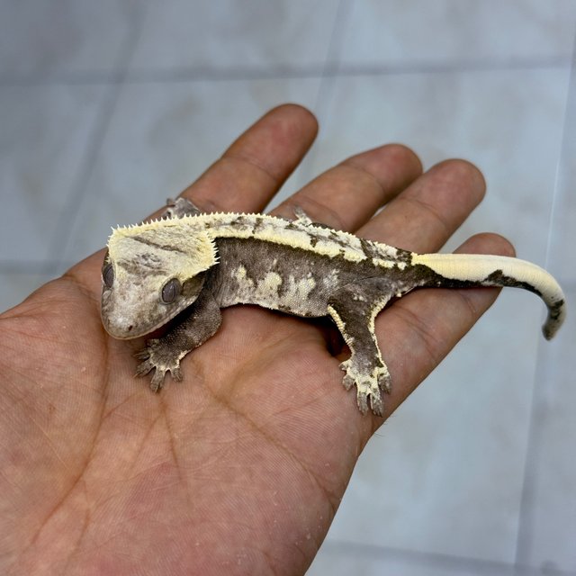 Axanthic