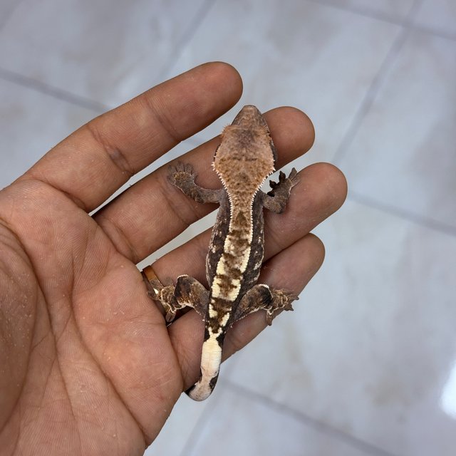 카푸치노 100%헷아잔틱