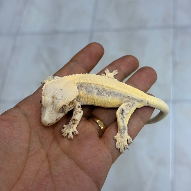 Lilly White