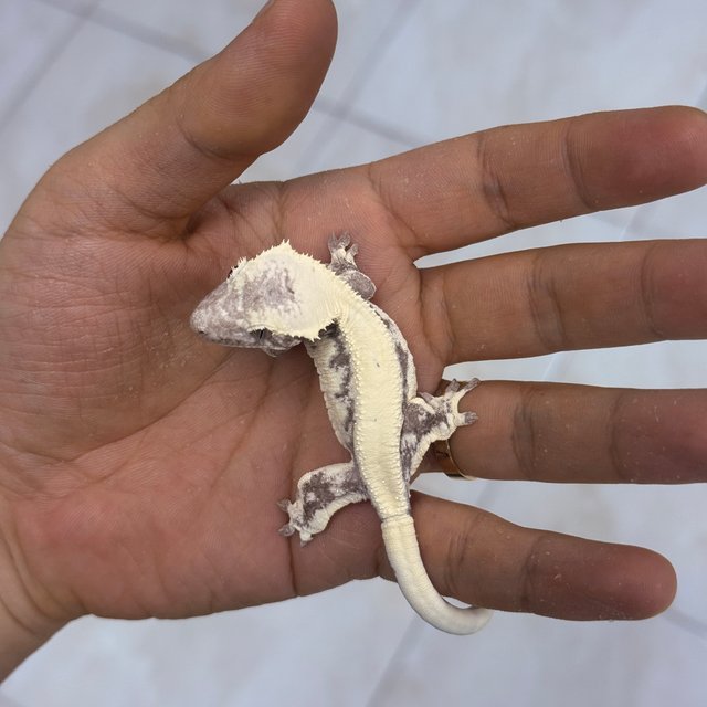 LW Sable Axanthic