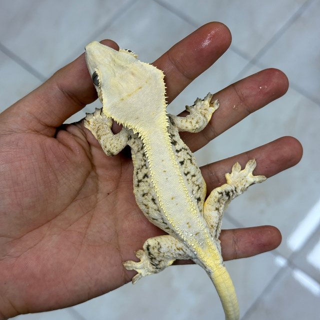 Lilly White