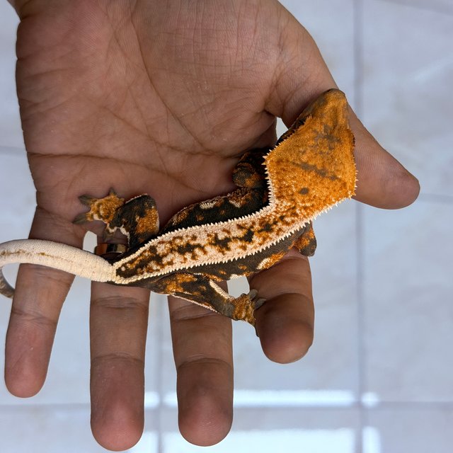 100% Het Axanthic Normal