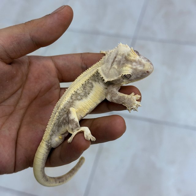 Lilly Axanthic