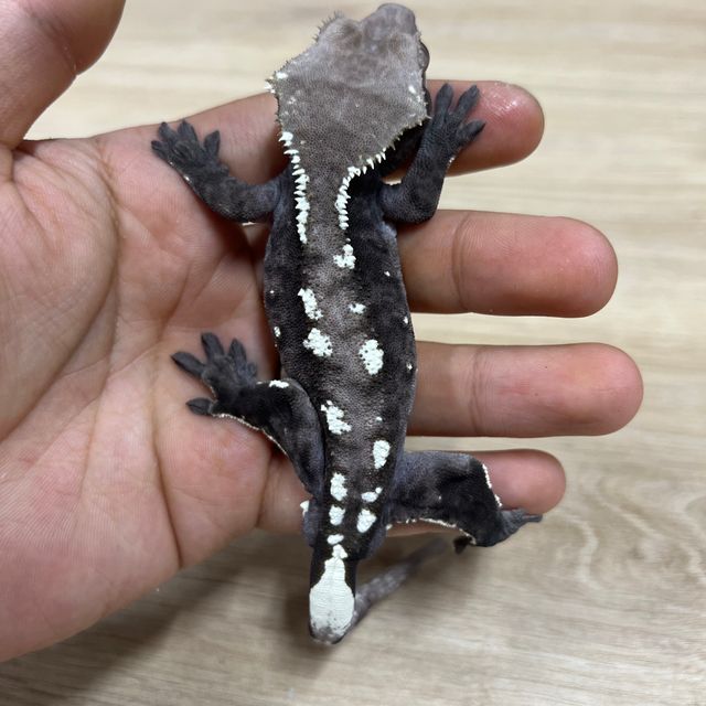 아잔틱