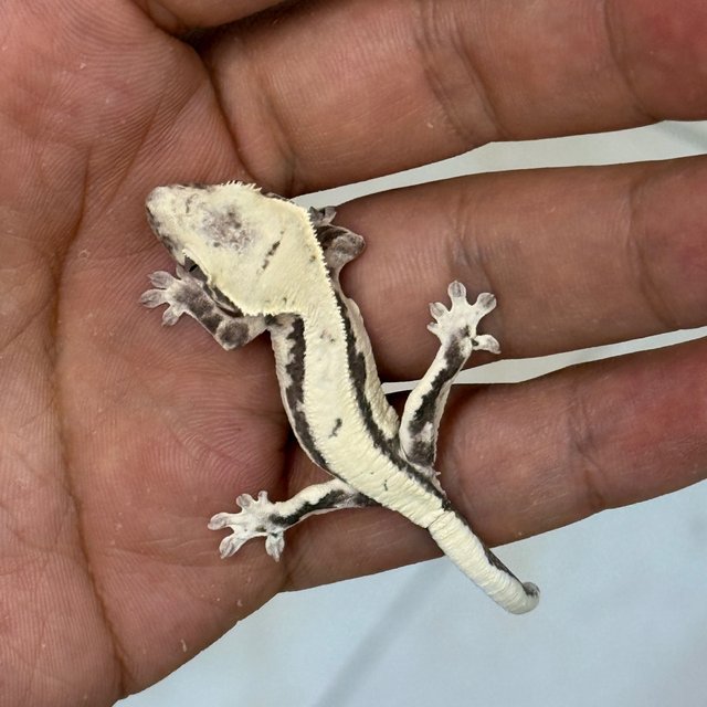 LW Sable Axanthic