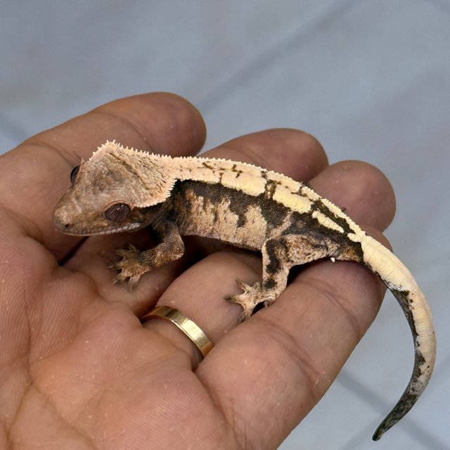 Sable 100% Het Axanthic