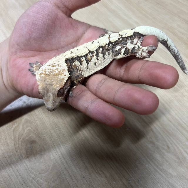 세이블