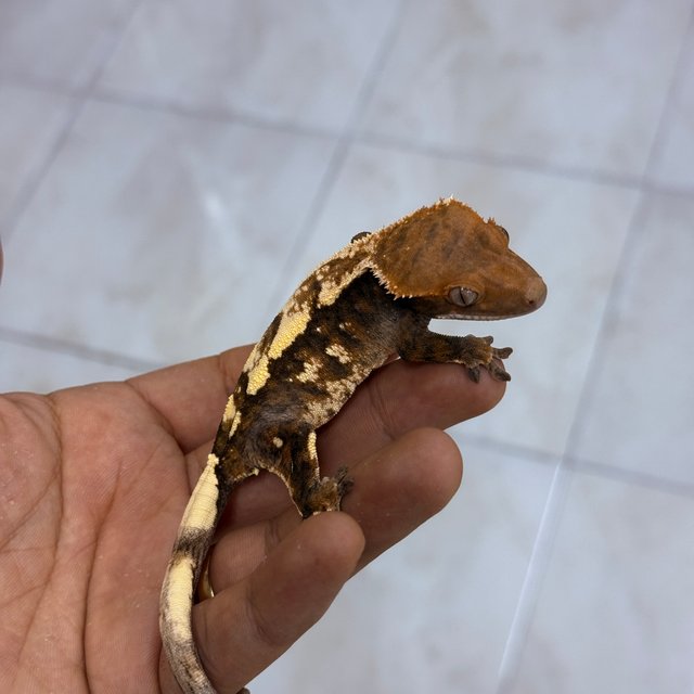 세이블 100%헷아잔틱