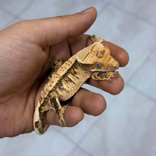 Normal 100% Het Axanthic