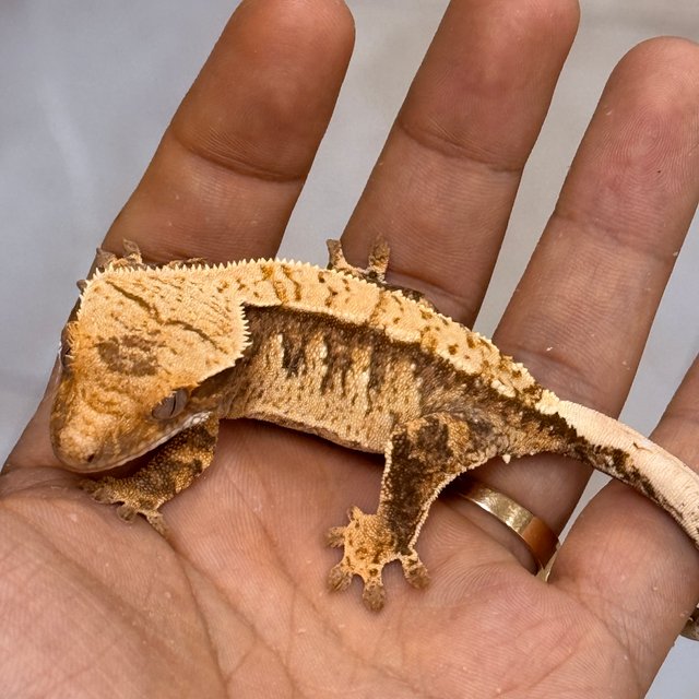 Normal 100% Het Axanthic