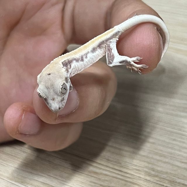 릴리화이트