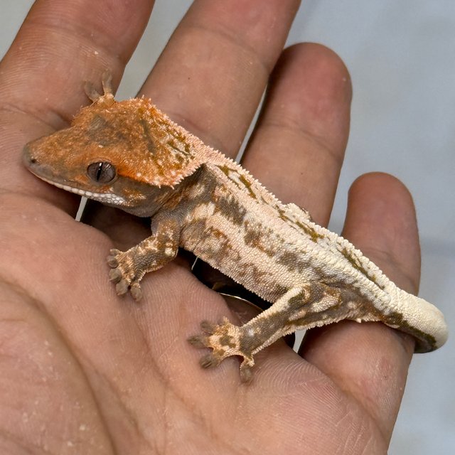 100% Het Axanthic Sable