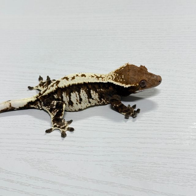 카푸치노