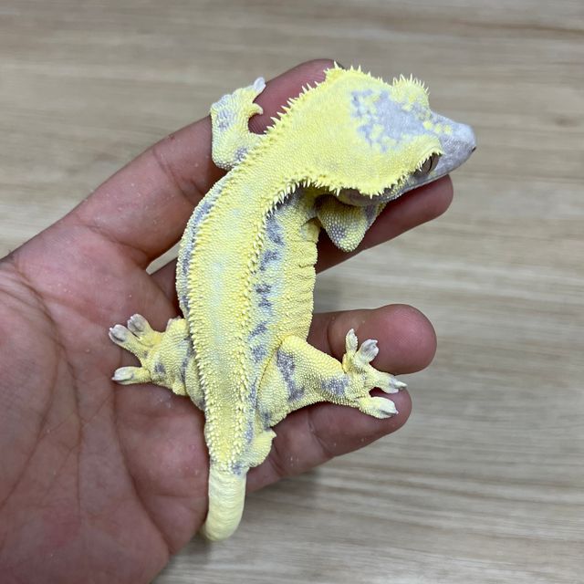 프라푸치노