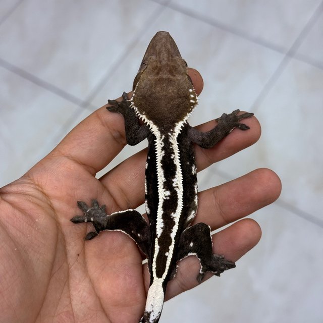 Axanthic