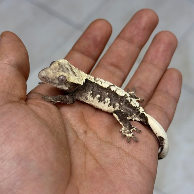 Axanthic