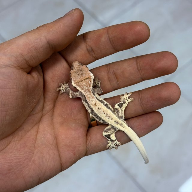 프라푸치노 100%헷아잔틱