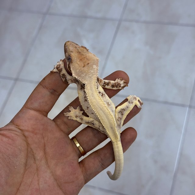 Lilly White Chocho