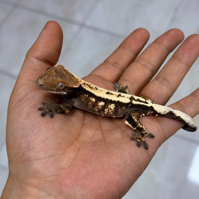 Sable 100% Het Axanthic
