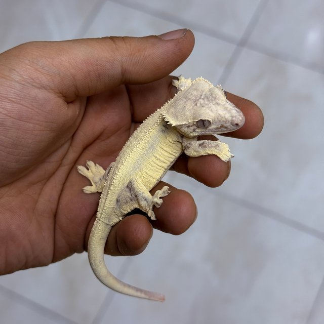 100% Het Axanthic LW Sable