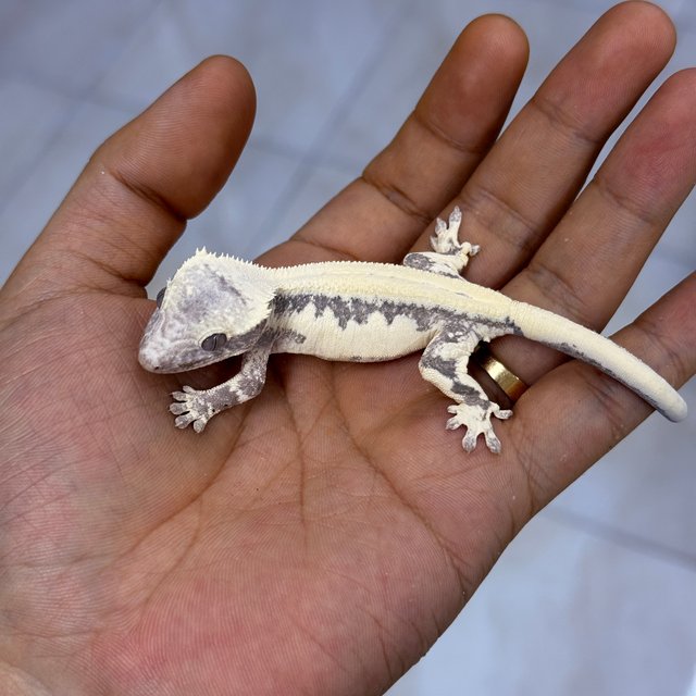 Axanthic LW Sable