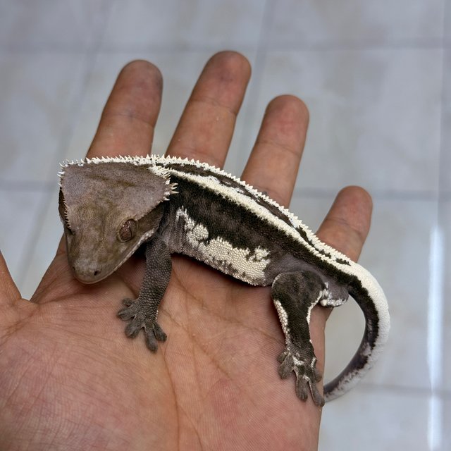 Axanthic