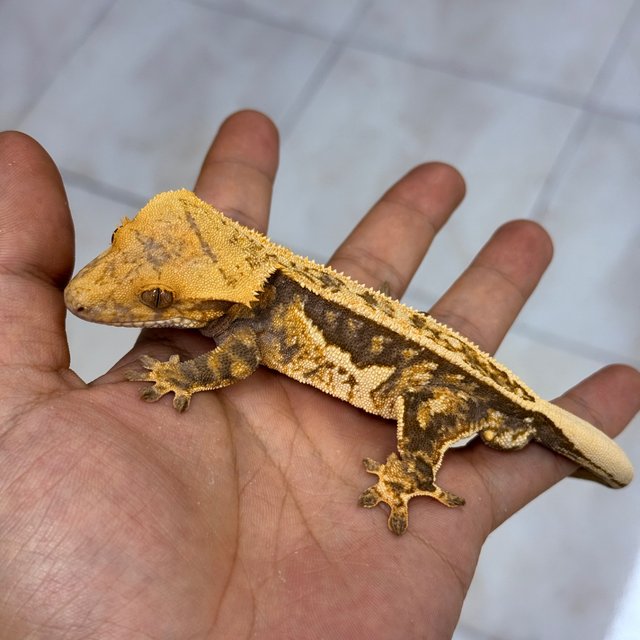 Normal 100% Het Axanthic